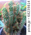Prickly ornamental plants in pot - Image 68239814