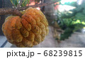 Srikaya or Annona squamosa is a plant of the Annonaceae family which has a million benefits - Image 68239815