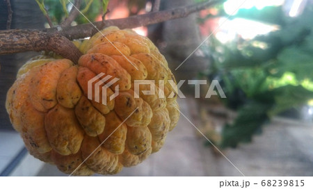Srikaya or Annona squamosa is a plant of the Annonaceae family which has a million benefits - Image 68239815