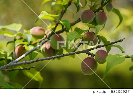 色づき始めた梅の実 色づき始めた梅の実 68239927