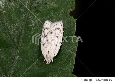 生き物　昆虫　ゴマフシロキバガ、開張二センチ弱の小さなガ。白地に黒の斑点は鳥の糞に見えなくもない？ 68240035
