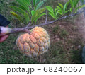 Srikaya or Annona squamosa is a plant of the Annonaceae family which has a million benefits - Image 68240067