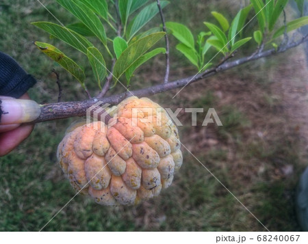 Srikaya or Annona squamosa is a plant of the Annonaceae family which has a million benefits - Image 68240067