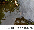 A spider web in nature background	 68240070