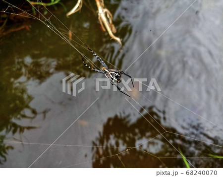 A spider web in nature background A spider web in nature background 68240070