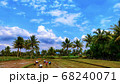 Asian Farmer paddy cultivation ,planting rice in rice field - Image	 68240071