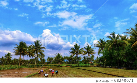Asian Farmer paddy cultivation ,planting rice in rice field - Image Asian Farmer paddy cultivation ,planting rice in rice field - Image 68240071