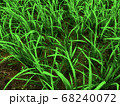 Grass on the field during sunrise. Agricultural landscape with ricefield - Image 68240072