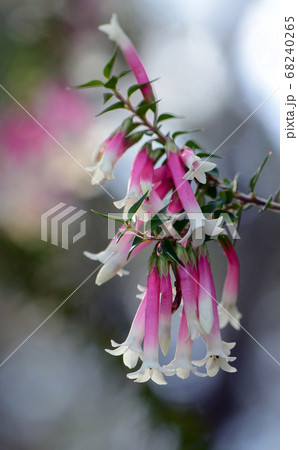 Pink, red and white bell-shaped flowers of the Australian Fuchsia Heath, Epacris longiflora, family Ericaceae, Royal National Park, NSW, Australia.  68240265