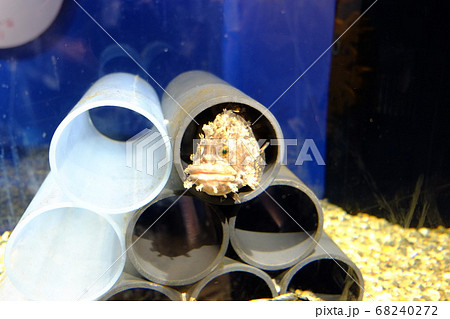 フサギンポ(海遊館) フサギンポ(海遊館) 68240272