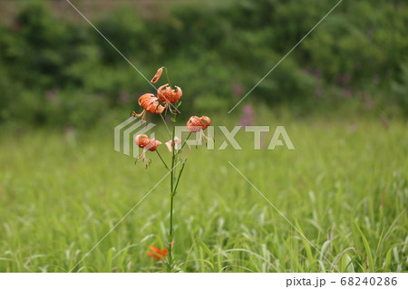 橿原湿原の夏 68240286