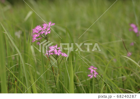 橿原湿原の夏 68240287
