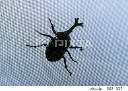 昆虫 夏 カブトムシ 68240374