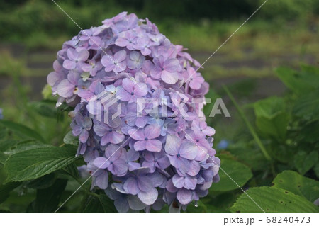 あじさい 68240473