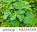 葉っぱ 植物 フル 68240548