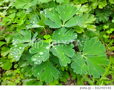 葉っぱ 植物 フル 68240548