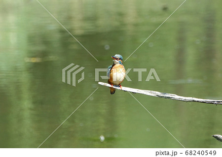 小魚を狙うカワセミ 68240549