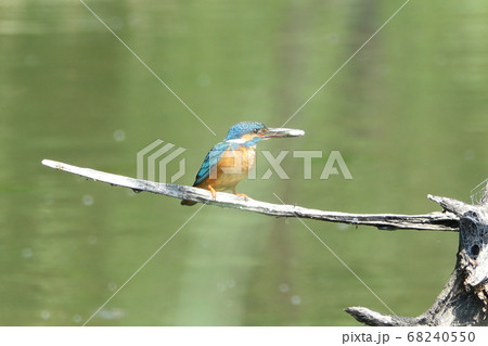 小魚を狙うカワセミ 小魚を狙うカワセミ 68240550