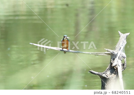 小魚を狙うカワセミ 小魚を狙うカワセミ 68240551