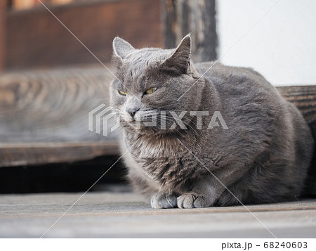 前足をそろえて座るグレーの猫の写真素材