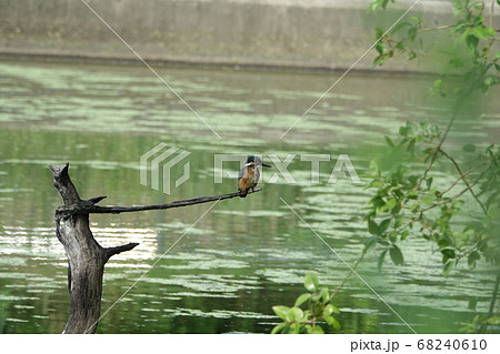 小魚を狙うカワセミ 小魚を狙うカワセミ 68240610