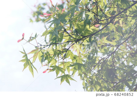若紅葉と紅葉の花 若紅葉と紅葉の花 68240852