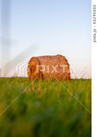 Round bale of yellow hay in the field. Harvesting 68240880