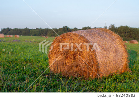 Round bale of yellow hay in the field. Harvesting 68240882