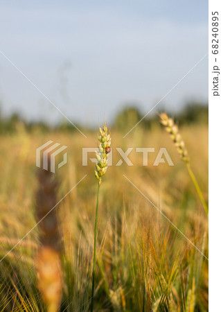 An insect a ladybug on an ear of rye or wheat 68240895