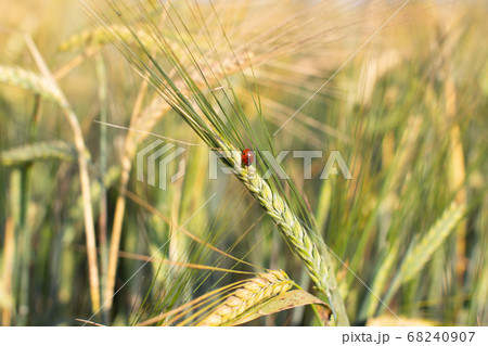 An insect a ladybug on an ear of rye or wheat An insect a ladybug on an ear of rye or wheat 68240907
