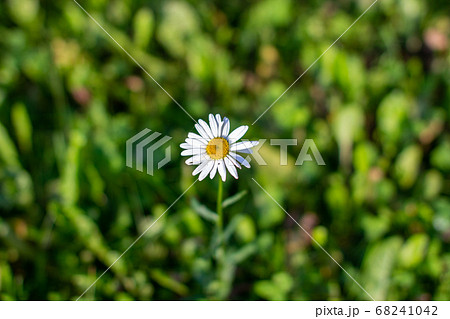 One lone beautiful Daisy flower in a grass field lawn 68241042