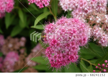 シモツケソウの花蜜吸う日本蜜蜂 シモツケソウの花蜜吸う日本蜜蜂 68241152