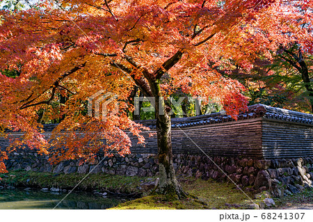 岐阜県多治見市 虎渓山永保寺の境内にある池と紅葉の木の写真素材