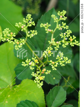 ヤブガラシ 68241368