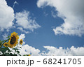 夏風 68241705