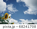夏風 68241708
