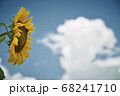 夏風 68241710