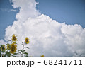 夏風 68241711