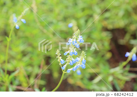 ボックセージの花 68242412