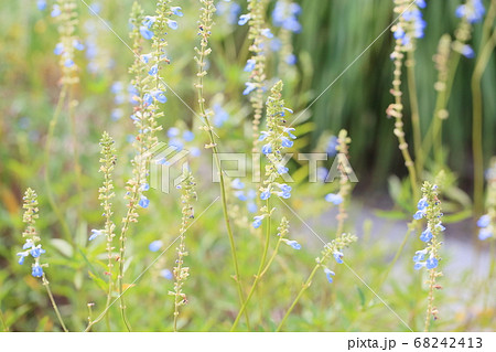 ボックセージの花 68242413