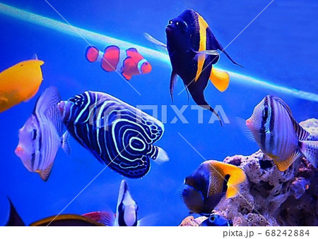 ウズマキ タテジマキンチャクダイ幼魚の写真素材 6424