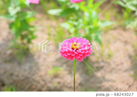 ジニアの花 ジニアの花 68243027