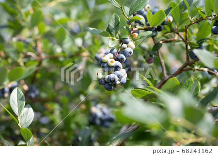ブルーベリー農園　ブルーベリー狩り 68243162