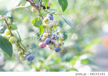 ブルーベリー農園　ブルーベリー狩り 68243181