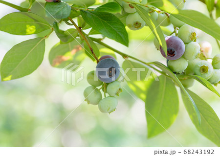 ブルーベリー農園　ブルーベリー狩り 68243192