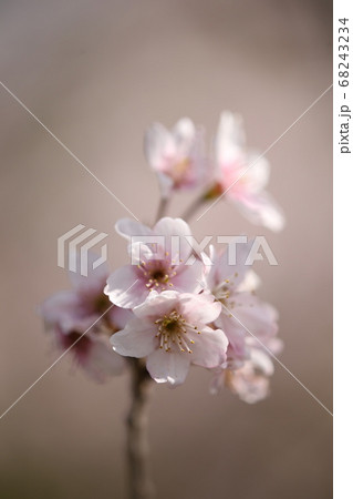 コヒガン桜 コヒガン桜 68243234