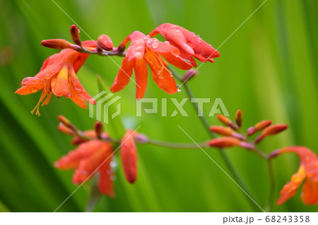 クロコスミアの花の写真素材