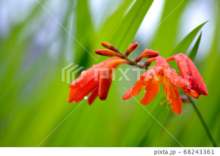 クロコスミアの花 68243361
