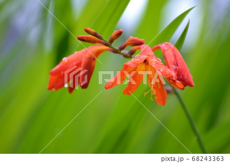 クロコスミアの花 クロコスミアの花 68243363