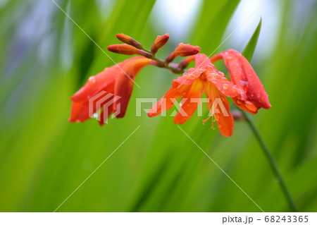クロコスミアの花 68243365